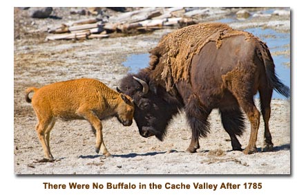 Buffalo and Calf