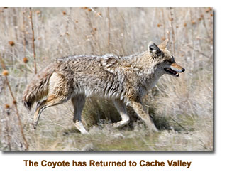 Coyotes returning to Cache Valley