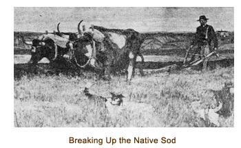 Isaac Sorensen breaking up the native sod with an ox team.