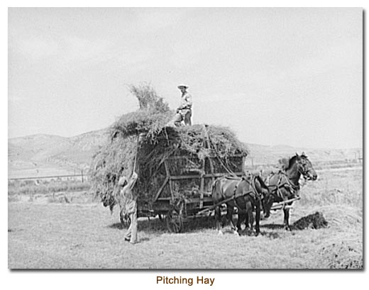 Pitching Hay