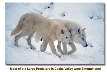 Large Predators were exterminiated, like the wolf