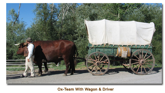 Ox-Team with wagon and driver